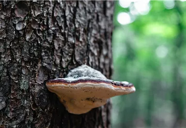 Söll_Pölven_Baumschwamm_Wilder Kaiser