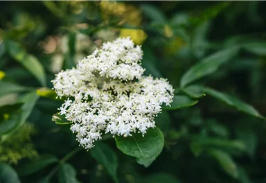 Söll_Pölven_Holunderblüte_Wilder Kaiser