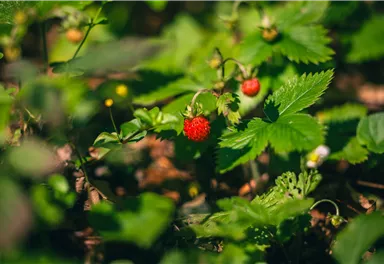 Söll_Pölven_Walderdbeeren_Wilder Kaiser