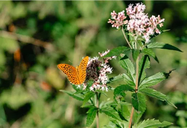 Söll_Pölven_Wilder Kaiser