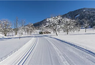Söll_Schattseitloipe_Wilder Kaiser