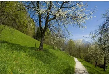 Söll_Sunnseitweg_Wilder Kaiser