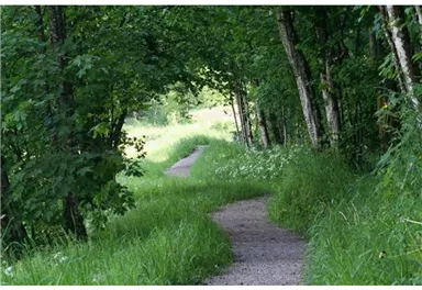 Wandern_Durch Wald und Wiesen_Wilder Kaiser