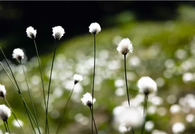 Wollgras_Wilder Kaiser