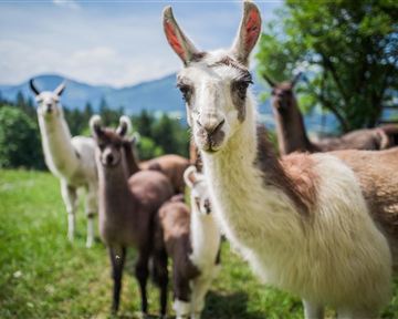 Lama_Familie