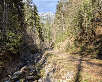 Scheffau_Seebachgraben_Bach_Blick auf Scheffauer_März